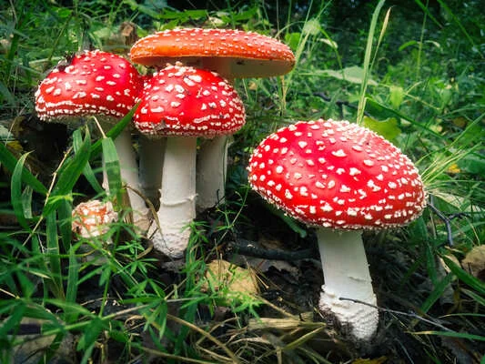 mugic mushroom psychedelic psylocybin