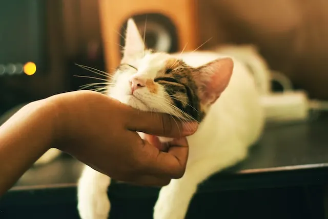 petting cat calming